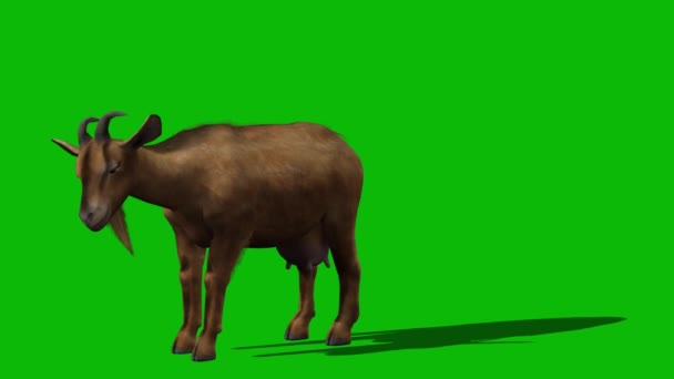 绿色屏幕上的山羊吃草 — 图库视频影像