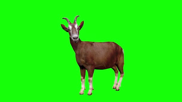 山羊看绿色屏风 — 图库视频影像
