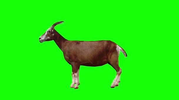 Goat Looking Green Screen — Stock Video