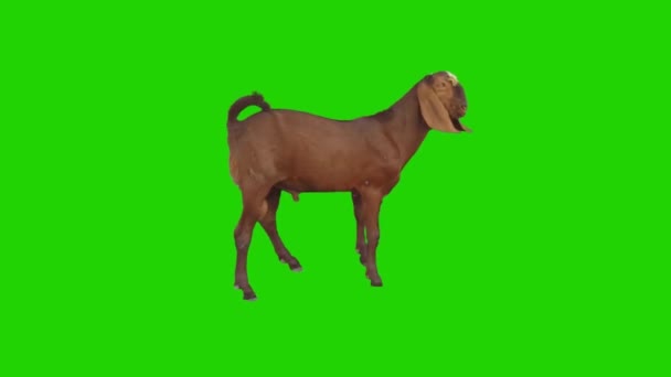 Chèvre Regardant Sur Écran Vert — Video