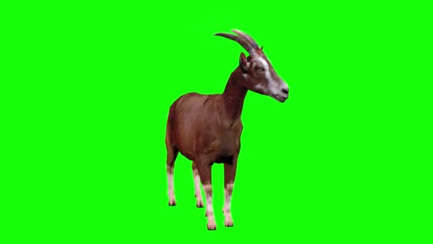 Goat Looking Green Screen — Stock Video