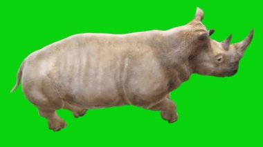 Gergedan Yeşil Ekranda Çalışıyor