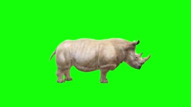 Gergedan Yeşil Ekran 'a Bakıyor