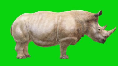 Gergedan Yeşil Ekran 'a Bakıyor