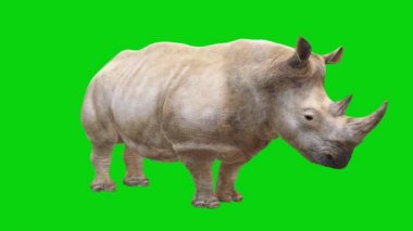 Gergedan Yeşil Ekran 'a Bakıyor