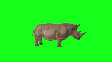 Gergedan Yeşil Ekran 'a Bakıyor