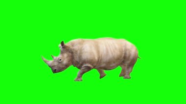 Gergedan Yeşil Ekranda Yürüyor