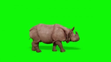 Gergedan Yeşil Ekranda Yürüyor