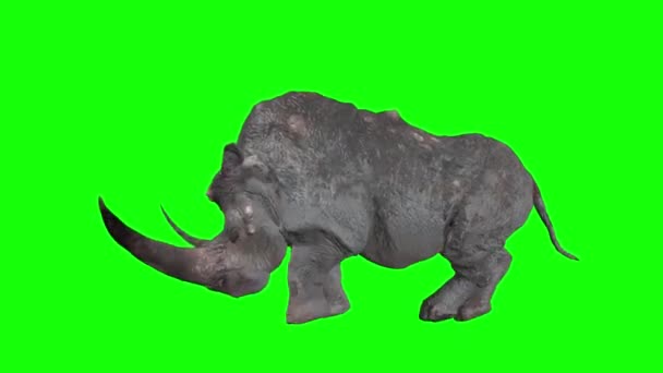 Attacco Rhino Sullo Schermo Verde — Video Stock