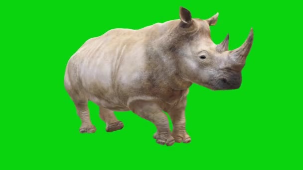 Rhino Draait Groen Scherm — Stockvideo