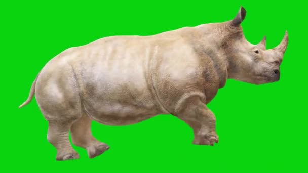 Rhinoは緑色の画面で実行 — ストック動画