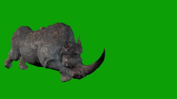 Rhino Działa Zielonym Ekranie — Wideo stockowe