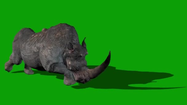 화면에서 달리는 코뿔소 — 비디오