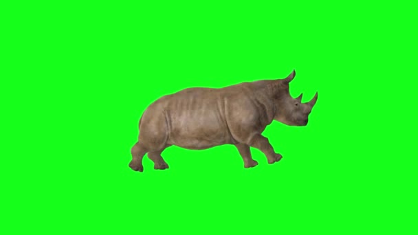Rinoceronte Rodando Tela Verde — Vídeo de Stock