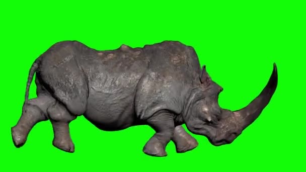 Rhino Running Green Screen — Stock Video