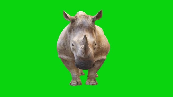 Rinoceronte Guardando Sullo Schermo Verde — Video Stock