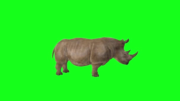 Rinoceronte Mirando Pantalla Verde — Vídeo de stock