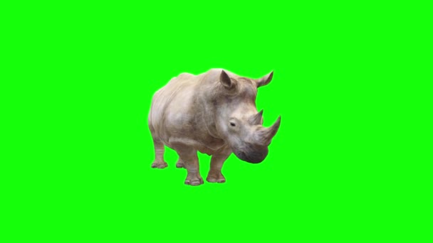 Rhinoceros Looking Green Screen — Stock Video