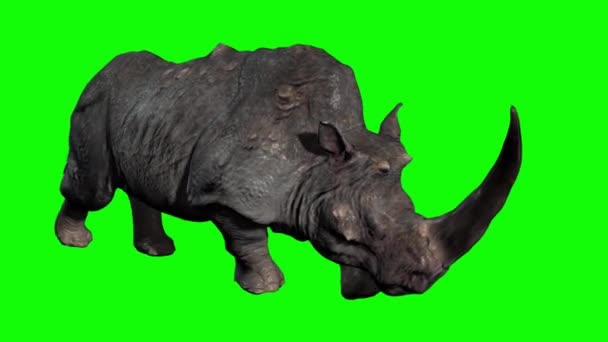 Rhinoceros Walking Green Screen — Stock Video