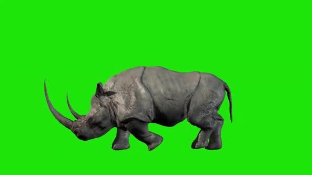 犀牛在绿色屏幕上行走 — 图库视频影像