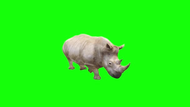 코뿔소 — 비디오