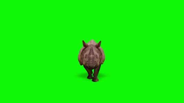 Noshörning Promenader Grön Skärm — Stockvideo
