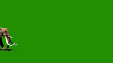 Yeşil Ekranda Yürüyen Fil