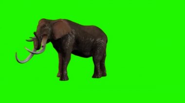 Yeşil Ekranda Yürüyen Fil