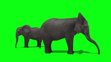 Filler Yeşil Ekranda Su İçiyorlar