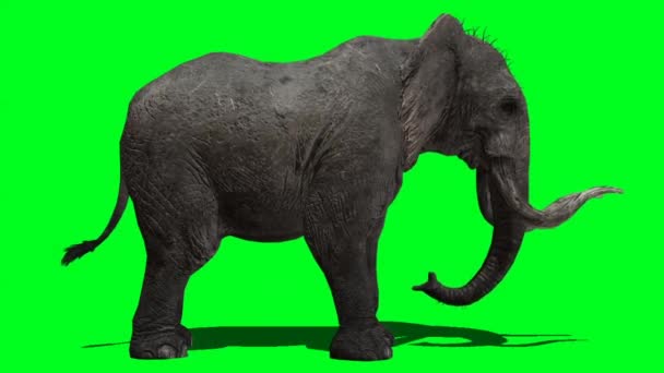 Elefante Mirando Pantalla Verde — Vídeo de stock