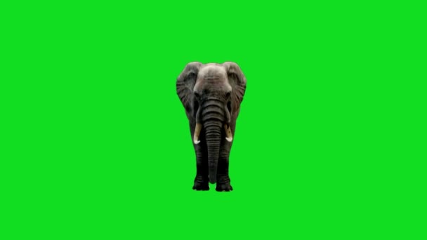 Elefant Tittar Grön Skärm — Stockvideo