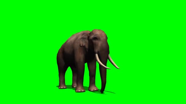 Agua Pulverización Elefantes Pantalla Verde — Vídeo de stock