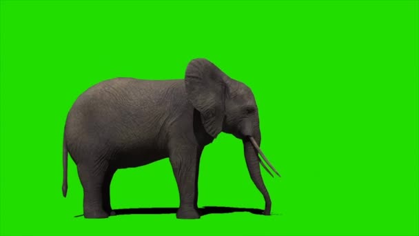 Elephant Spuitwater Groen Scherm — Stockvideo