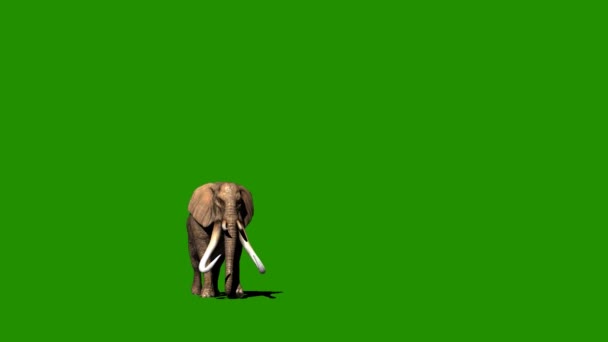 Éléphant Marchant Sur Écran Vert — Video