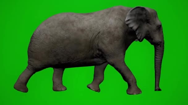 Elephant Walking Groen Scherm — Stockvideo