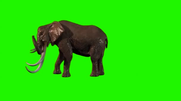 Elefante Caminando Pantalla Verde — Vídeos de Stock