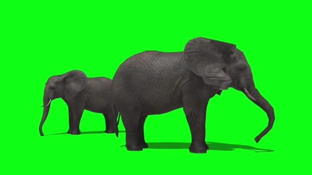 Elefantes Agua Potable Pantalla Verde — Vídeos de Stock