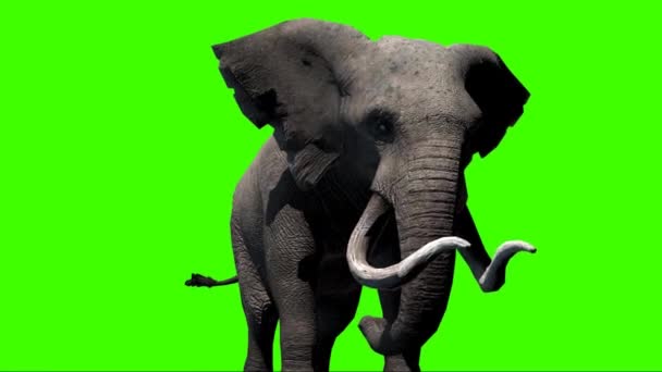 Elefant Tittar Grön Skärm — Stockvideo