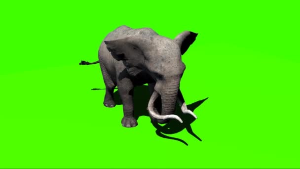 Elefante Mirando Pantalla Verde — Vídeos de Stock