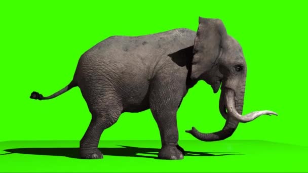 Elefant Tittar Grön Skärm — Stockvideo
