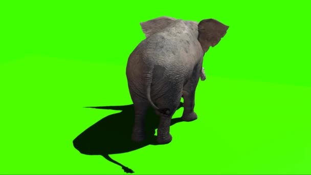 화면을 코끼리 — 비디오
