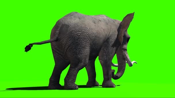 Elefant Tittar Grön Skärm — Stockvideo