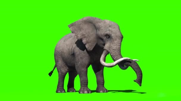 Agua Pulverización Elefantes Pantalla Verde — Vídeo de stock