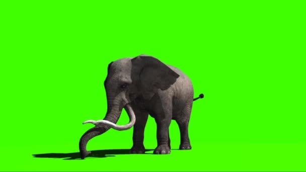 Elephant Spuitwater Groen Scherm — Stockvideo