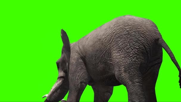 Elefante Pulverizando Água Tela Verde — Vídeo de Stock