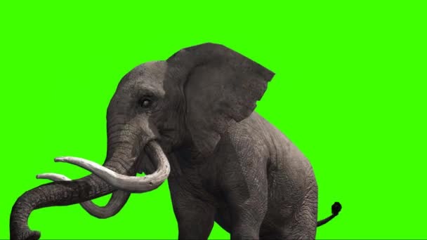 Elefant Versprüht Wasser Auf Grünem Bildschirm — Stockvideo