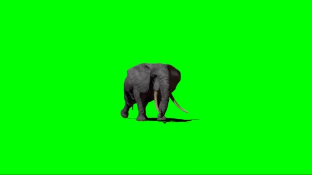 화면으로 코끼리 — 비디오