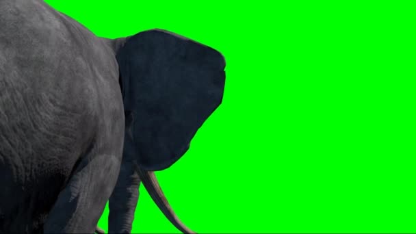 Yeşil Ekranda Yürüyen Fil — Stok video