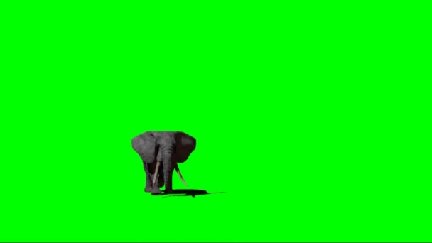 Elefantpromenader Grön Skärm — Stockvideo