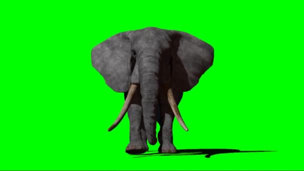 Słoń Chodzący Zielonym Ekranie — Wideo stockowe